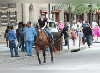 American Quarter Horse, Wałach, 14 lat, 157 cm, Gniadodereszowata