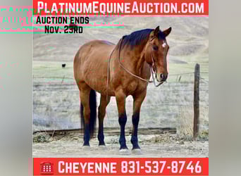 American Quarter Horse, Wałach, 14 lat, 160 cm, Bułana