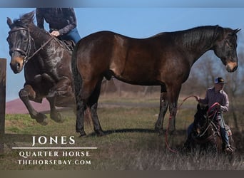 American Quarter Horse, Wałach, 14 lat, 160 cm, Gniada