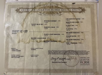 American Quarter Horse, Wałach, 14 lat, 160 cm, Grullo