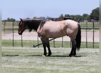 American Quarter Horse, Wałach, 14 lat, 160 cm, Grullo