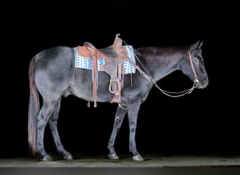 American Quarter Horse, Wałach, 14 lat, 160 cm, Karodereszowata