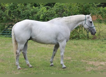 American Quarter Horse, Wałach, 14 lat, 160 cm, Siwa