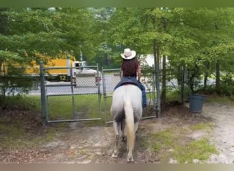 American Quarter Horse, Wałach, 14 lat, 160 cm, Siwa