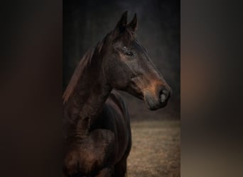 American Quarter Horse, Wałach, 14 lat, 163 cm, Ciemnogniada