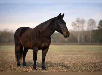 American Quarter Horse, Wałach, 14 lat, 163 cm, Ciemnogniada