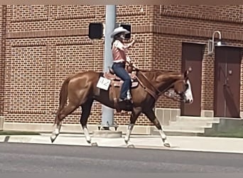 American Quarter Horse, Wałach, 14 lat, 163 cm, Ciemnokasztanowata