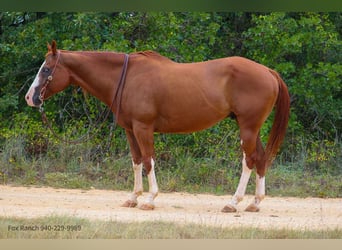 American Quarter Horse, Wałach, 14 lat, 163 cm, Ciemnokasztanowata