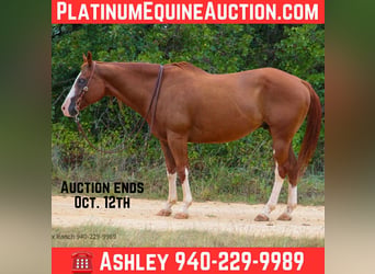 American Quarter Horse, Wałach, 14 lat, 163 cm, Ciemnokasztanowata