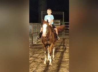 American Quarter Horse, Wałach, 14 lat, 163 cm, Ciemnokasztanowata