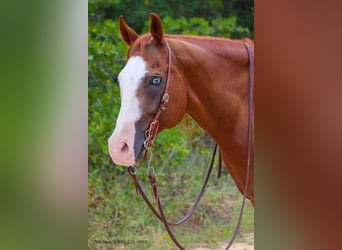 American Quarter Horse, Wałach, 14 lat, 163 cm, Ciemnokasztanowata