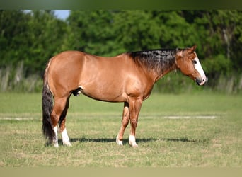 American Quarter Horse, Wałach, 14 lat, Bułana