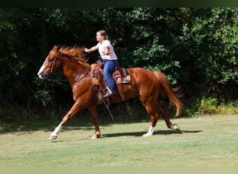 American Quarter Horse, Wałach, 14 lat, Cisawa