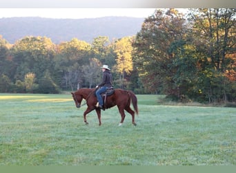 American Quarter Horse, Wałach, 14 lat, Cisawa