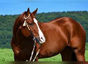 American Quarter Horse, Wałach, 14 lat, Cisawa