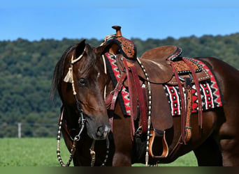 American Quarter Horse, Wałach, 14 lat, Cisawa