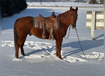 American Quarter Horse, Wałach, 14 lat, Cisawa