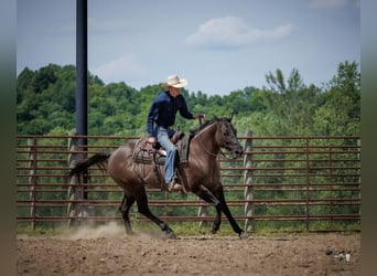 American Quarter Horse, Wałach, 14 lat, Grullo