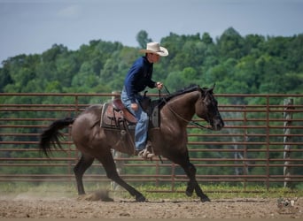 American Quarter Horse, Wałach, 14 lat, Grullo