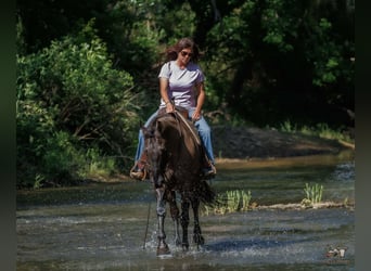 American Quarter Horse, Wałach, 14 lat, Grullo