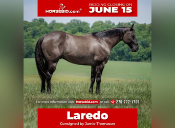 American Quarter Horse, Wałach, 14 lat, Grullo