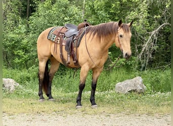 American Quarter Horse, Wałach, 14 lat, Jelenia