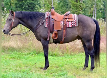 American Quarter Horse, Wałach, 14 lat, Jelenia