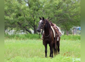 American Quarter Horse, Wałach, 14 lat, Kara