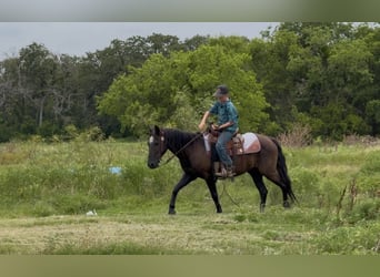 American Quarter Horse, Wałach, 14 lat, Kara
