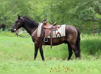 American Quarter Horse, Wałach, 14 lat, Kara