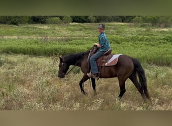 American Quarter Horse, Wałach, 14 lat, Kara