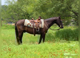 American Quarter Horse, Wałach, 14 lat, Kara
