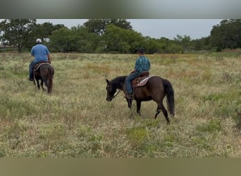 American Quarter Horse, Wałach, 14 lat, Kara