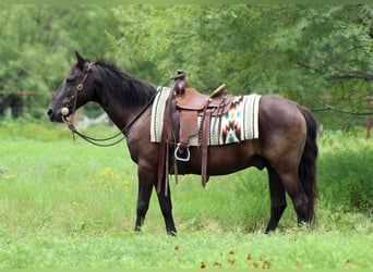 American Quarter Horse, Wałach, 14 lat, Kara