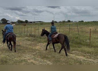 American Quarter Horse, Wałach, 14 lat, Kara