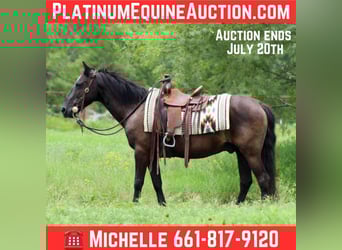 American Quarter Horse, Wałach, 14 lat, Kara