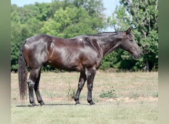 American Quarter Horse Mix, Wałach, 14 lat, Karodereszowata