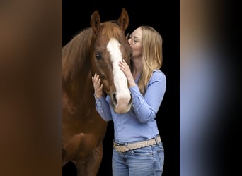 American Quarter Horse, Wałach, 15 lat, 146 cm, Formy Brown Falb