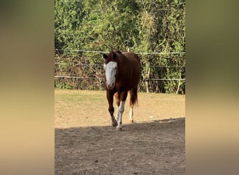 American Quarter Horse, Wałach, 15 lat, 148 cm, Gniada