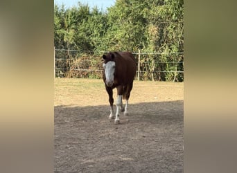 American Quarter Horse, Wałach, 15 lat, 148 cm, Gniada