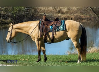 American Quarter Horse, Wałach, 15 lat, 150 cm, Bułana