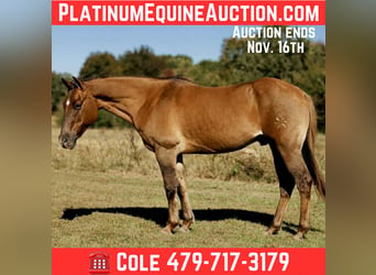 American Quarter Horse, Wałach, 15 lat, 150 cm, Bułana