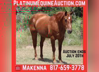 American Quarter Horse, Wałach, 15 lat, 150 cm, Ciemnokasztanowata