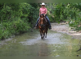 American Quarter Horse, Wałach, 15 lat, 150 cm, Ciemnokasztanowata