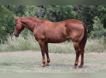American Quarter Horse, Wałach, 15 lat, 150 cm, Ciemnokasztanowata