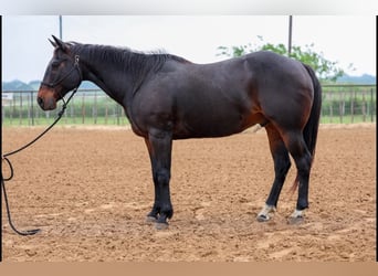 American Quarter Horse, Wałach, 15 lat, 150 cm, Gniada