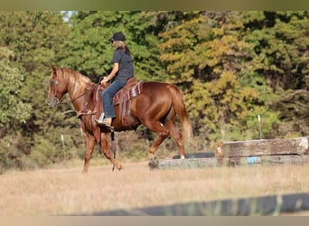 American Quarter Horse, Wałach, 15 lat, 152 cm, Cisawa
