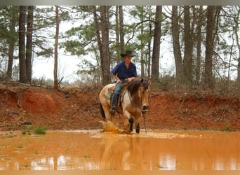 American Quarter Horse, Wałach, 15 lat, 152 cm, Jelenia