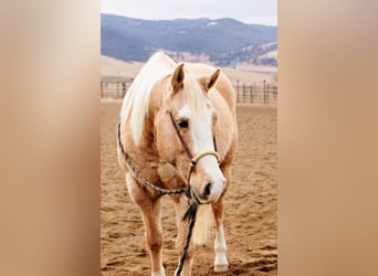 American Quarter Horse, Wałach, 15 lat, 155 cm, Izabelowata