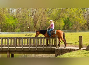 American Quarter Horse, Wałach, 15 lat, 157 cm, Bułana